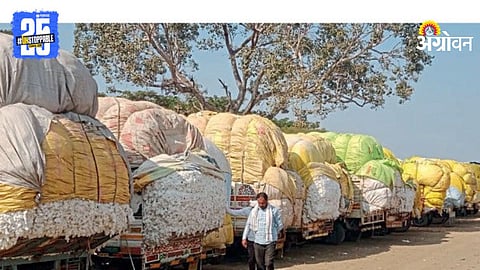 CCI Cotton Procurement