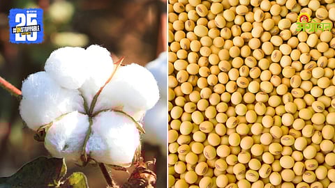 Cotton and Soybean