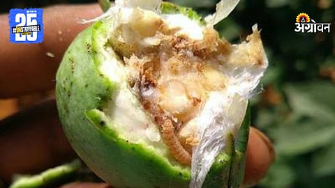 Cotton Pink Bollworm