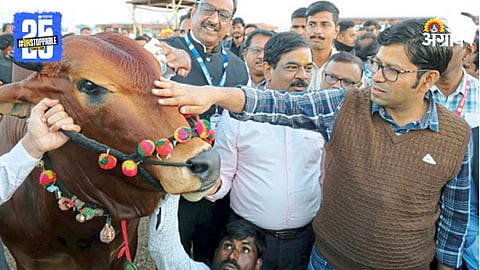 Inspection of the Animal Exhibition