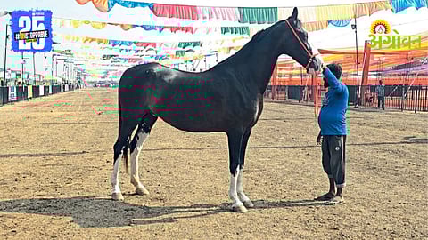Sarangkheda Horse Market