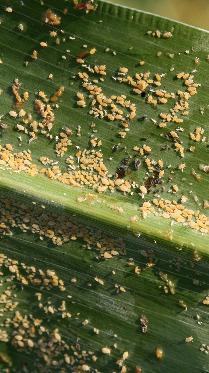 Rabi Jowar Pest | ज्वारी पिकात मावा किड वाढतेय? एकात्मिक उपाय करा! | Is ...