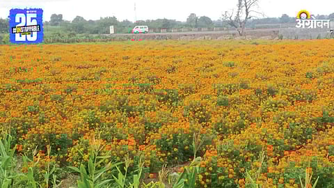 Marigold Flowers