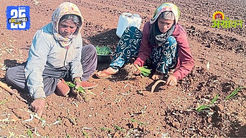 Onion Cultivation