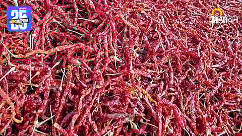 Sankeshwari Chilli