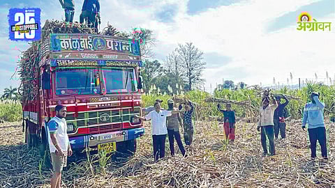 Sugarcane Cutting