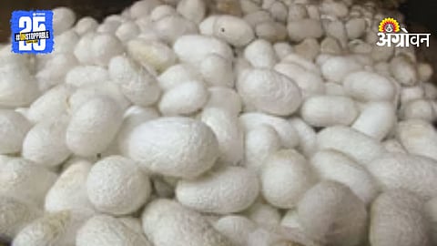 Sericulture Farming