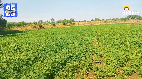 Rajma Crop experiment