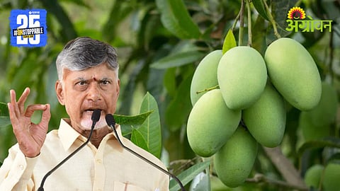 Mango Farmers