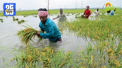 Paddy Farming