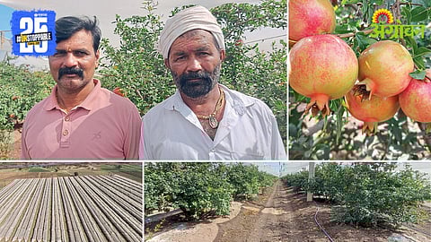 Prakash and Macchindra Suryawanshi and their Pomegranate Orchard