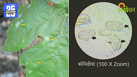 Symptoms of brown rot on grape leaves