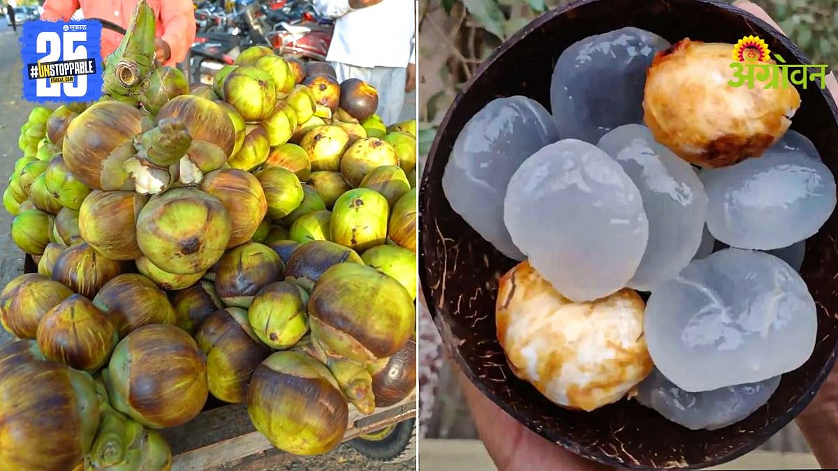 IceApple Season|ताडगोळ्यांचा हंगाम अंतिम टप्प्यात|IceApple season in ...