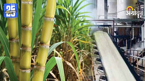 Sugarcane Price