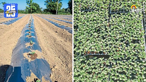 Watermelon Cultivation
