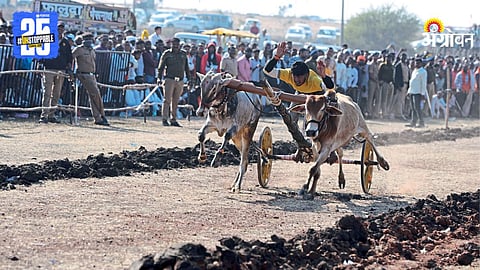 Nanded Bullock Cart Race