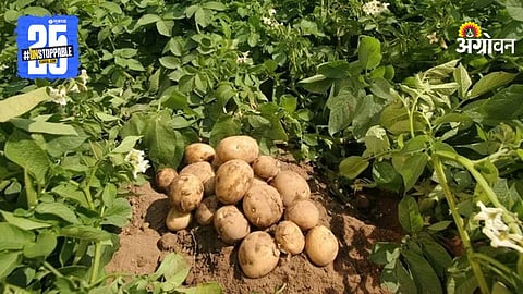 Potato New Variety