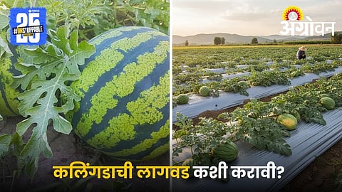 Watermelon Planting Method