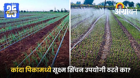 Fertigation in onion