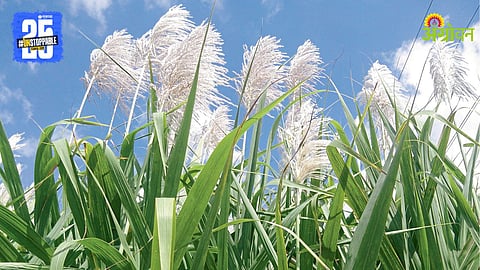 Sugarcane Crop Management