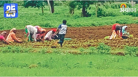 Onion Farming