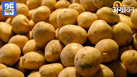 Potato Prices Crash