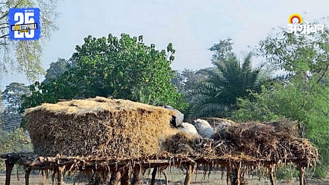 Traditional Farming