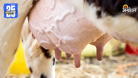 Mastitis Disease