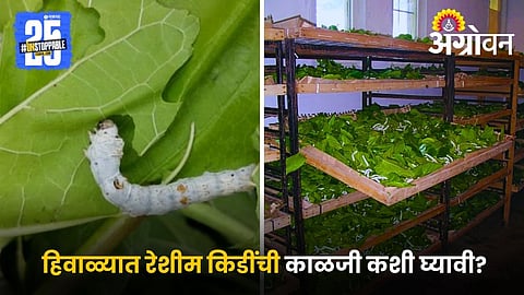 Sericulture Management