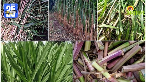 Fodder Seed Distribution