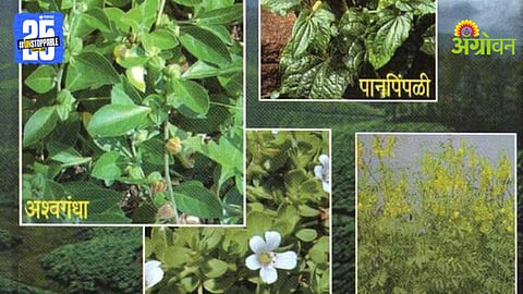 Profitable Crops Farming