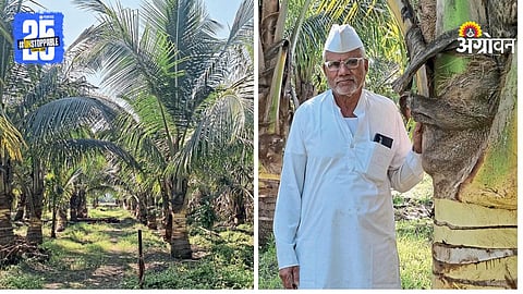 Coconut Garden Success