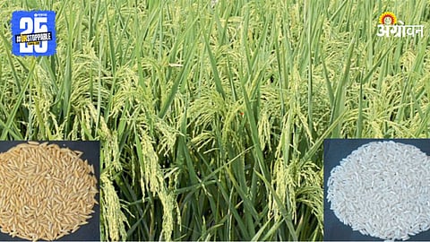Trombay Konkan Mahan Rice Variety 