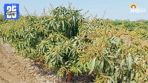 Mango Farming