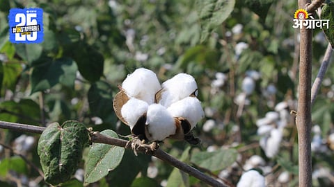 Cotton Farming