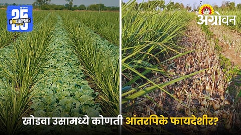 Ratoon Sugarcane Intercropping