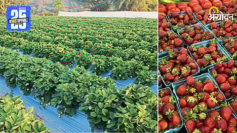 Strawberry Farming