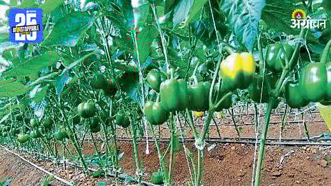 Capsicum Farming