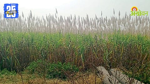 Sugarcane Cutting Delayed