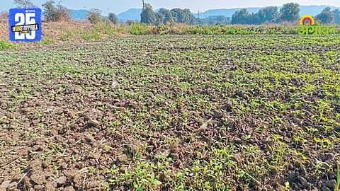 Sesame Crop Damage