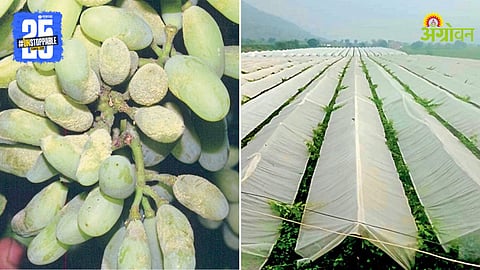 Grape Crop Disease and Management