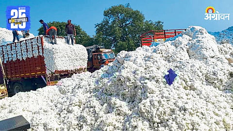 Cotton Market