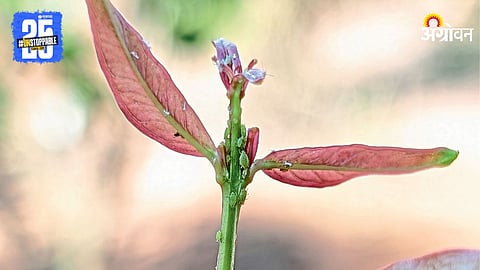 Pomegranate Aphid Infestation