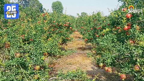 Pomegranate Farming