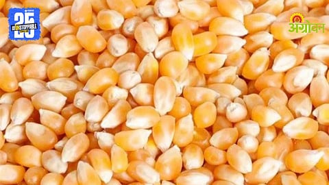 Maize Procurement