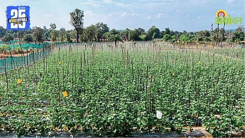 Vegetable cultivation