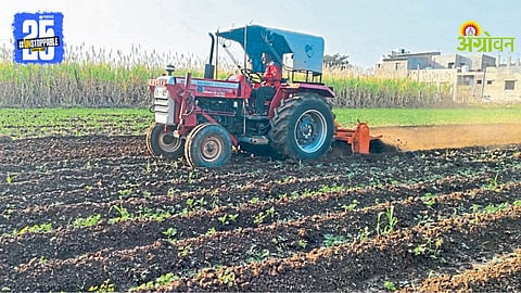 Jowar Cold wave impact