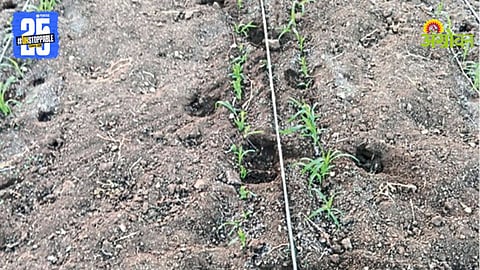 Wild Animal Crop Damage