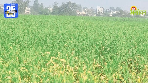 Summer Rage Cultivation