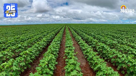 Cotton cultivation technology
